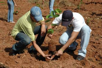 Bosque: Agronomia forma mata nativa